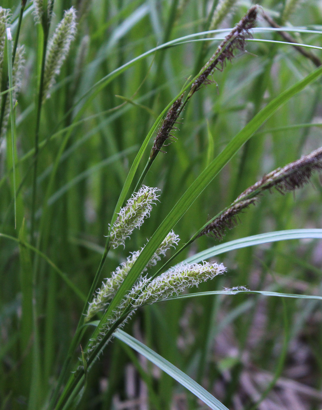 Изображение особи Carex vesicaria.