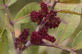 Pistacia lentiscus