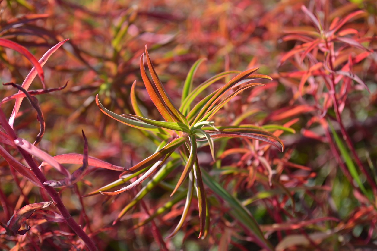 Image of Euphorbia palustris specimen.