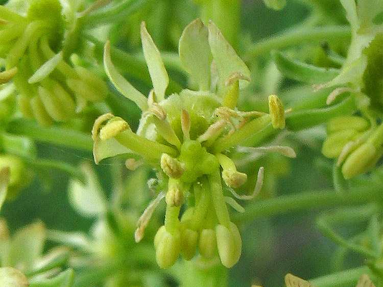 Изображение особи Reseda lutea.