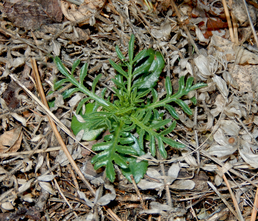 Изображение особи Crupina vulgaris.