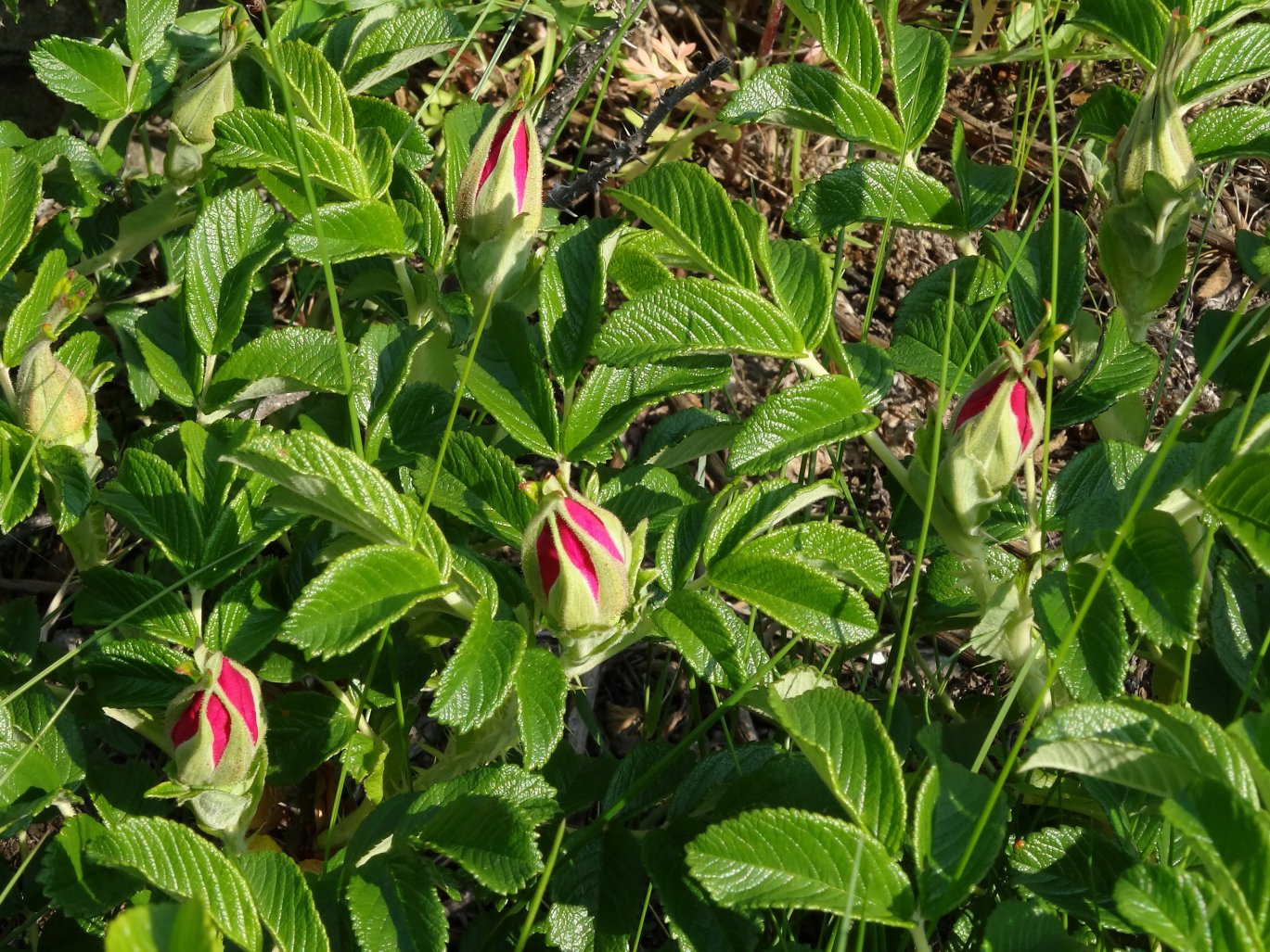 Изображение особи Rosa rugosa.