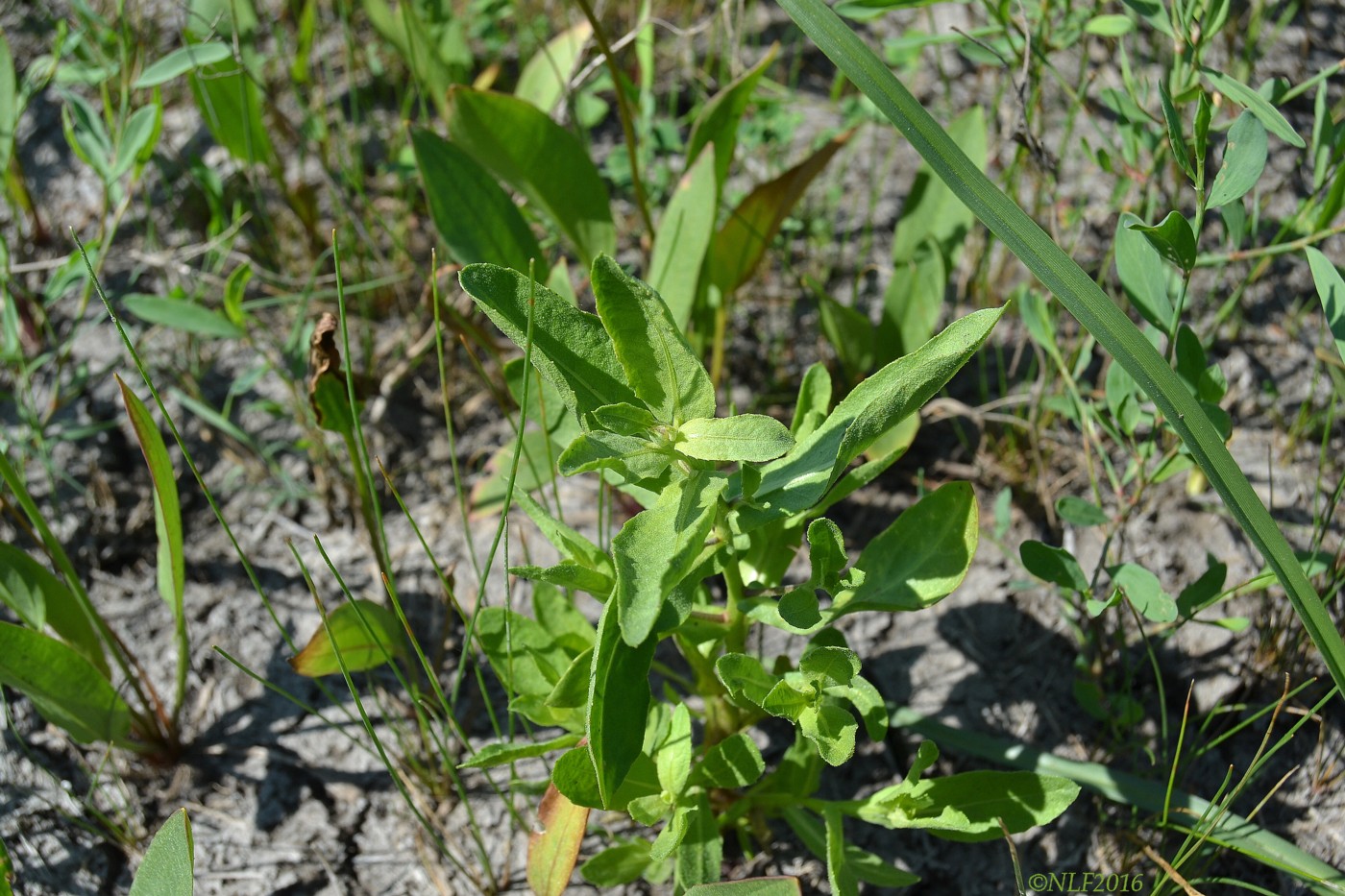 Image of Sphaeranthus strobilifer specimen.
