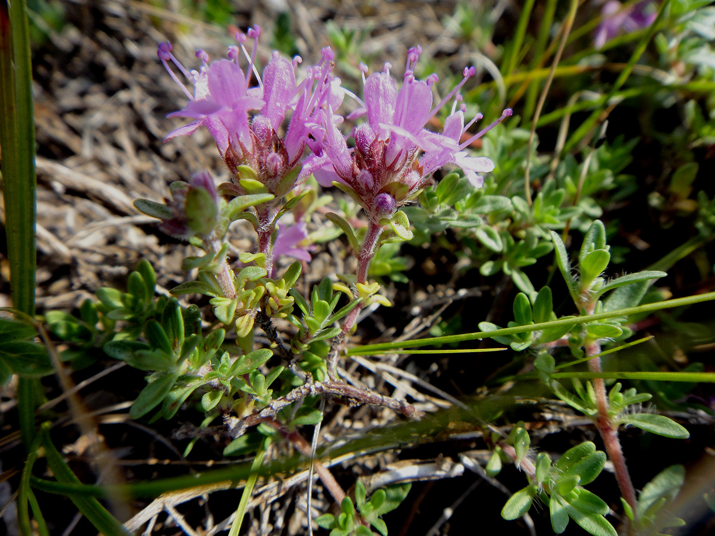 Изображение особи род Thymus.