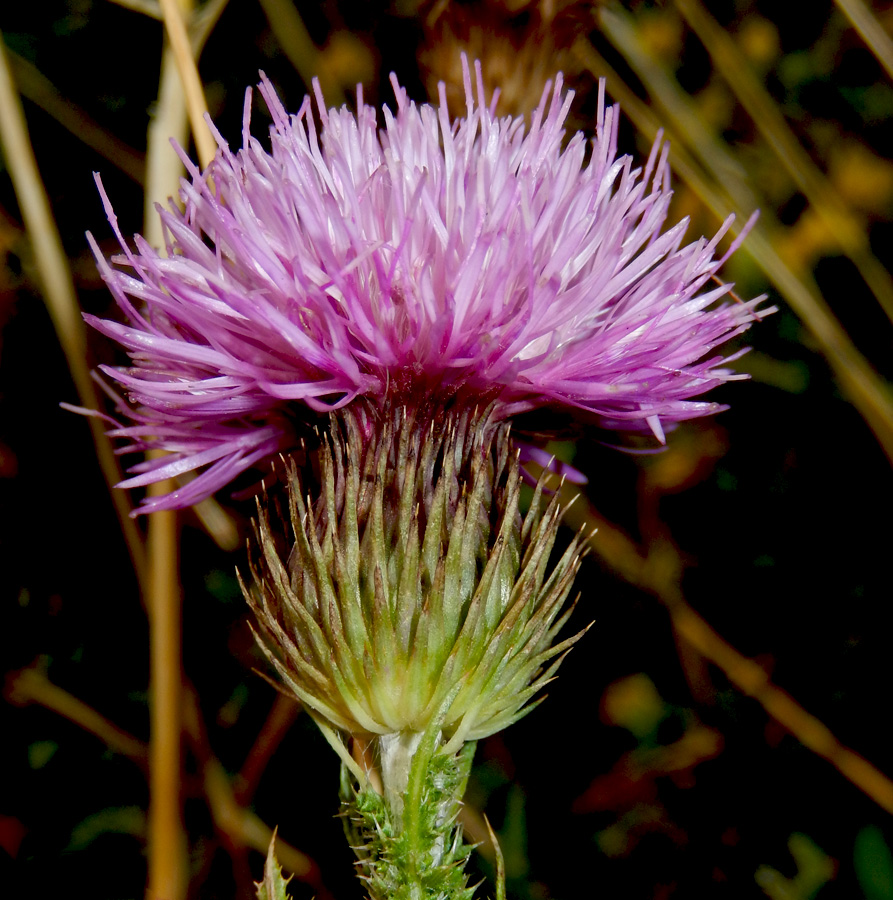 Изображение особи Carduus laciniatus.