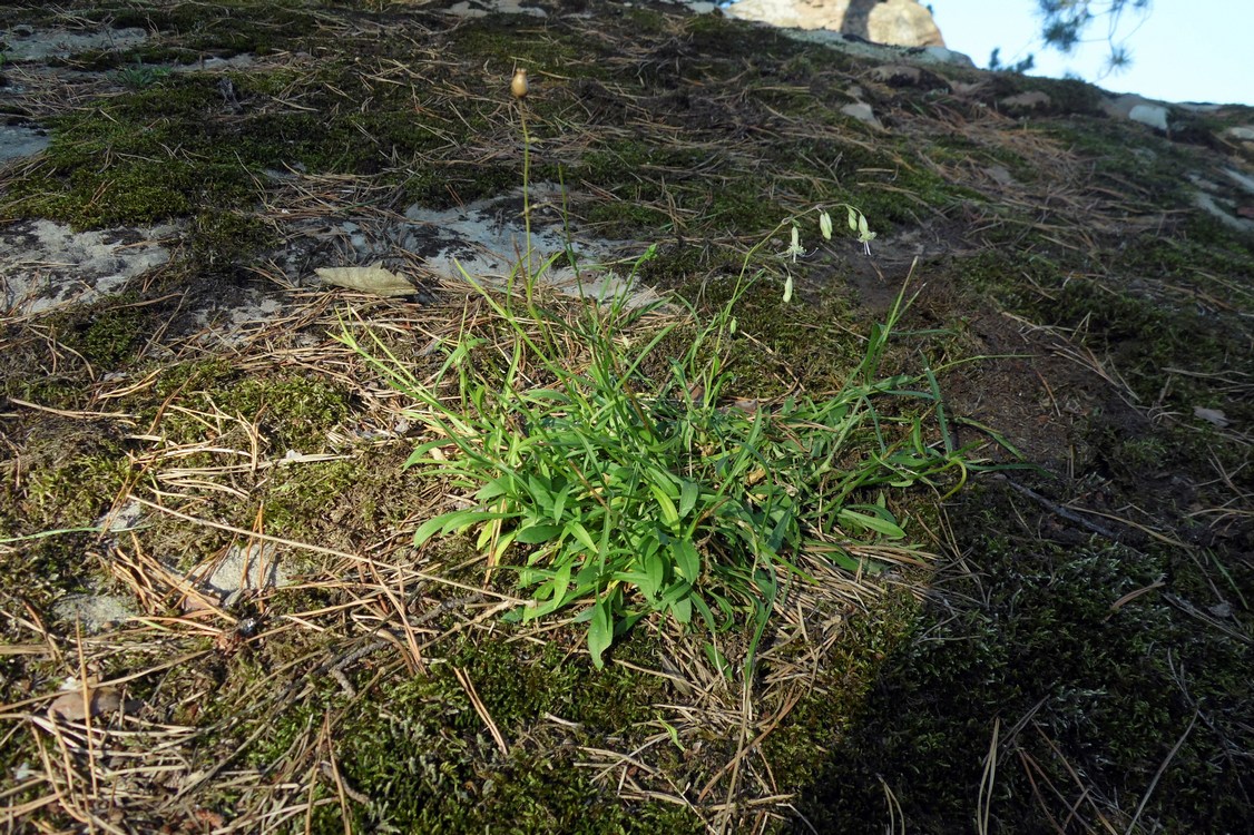 Image of Silene saxatilis specimen.