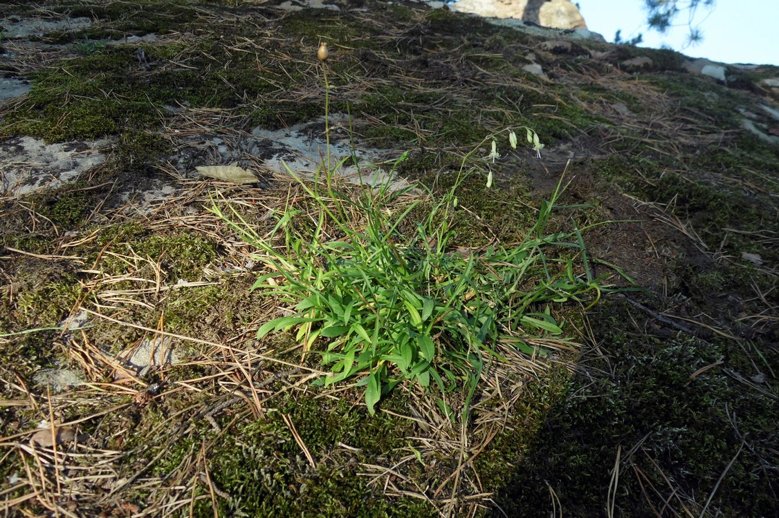 Изображение особи Silene saxatilis.