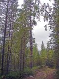 Pinus sylvestris