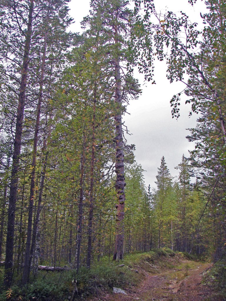 Изображение особи Pinus sylvestris.