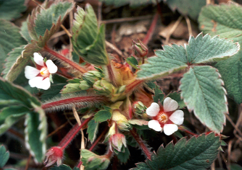 Изображение особи Potentilla micrantha.