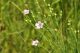 Linum stelleroides