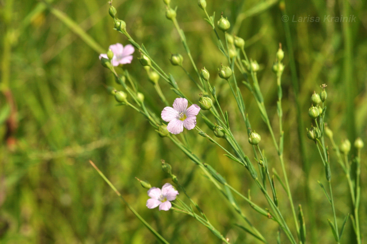 Изображение особи Linum stelleroides.