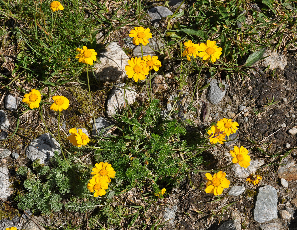 Изображение особи Anthemis sosnovskyana.