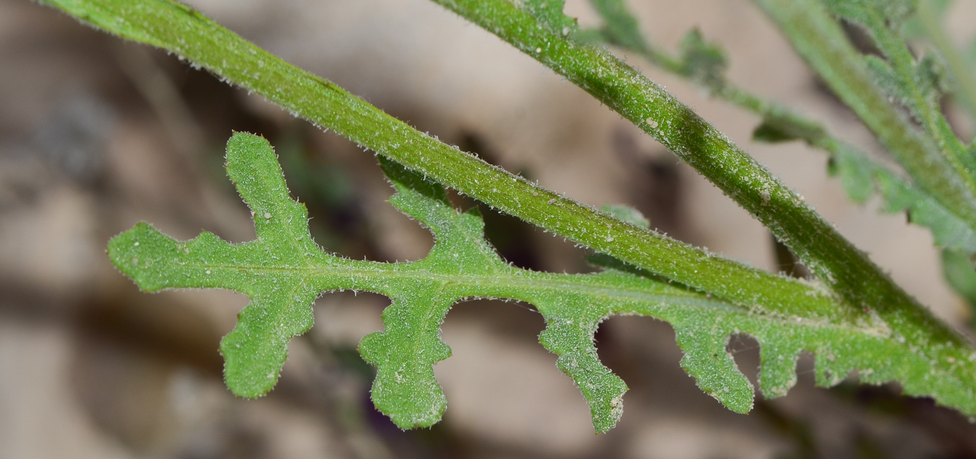Image of Volutaria lippii specimen.