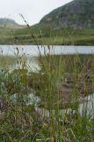 Carex lasiocarpa