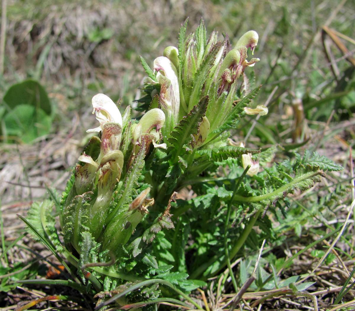 Image of Pedicularis pubiflora specimen.