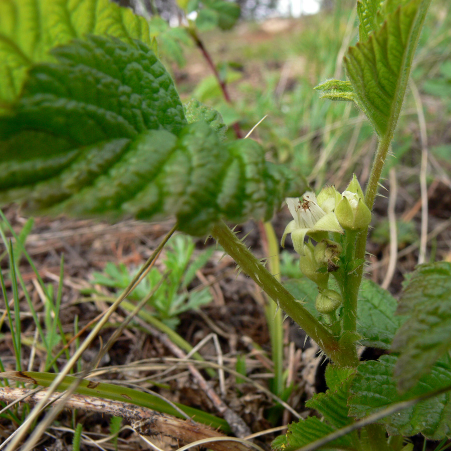 Изображение особи Rubus saxatilis.