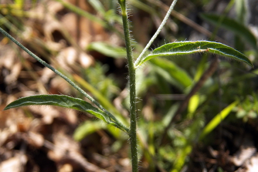 Image of Convolvulus cantabrica specimen.