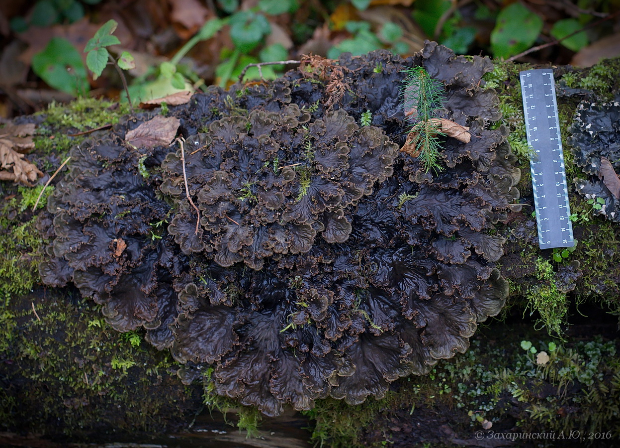 Image of Peltigera praetextata specimen.