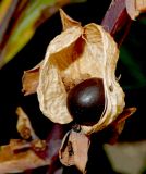 Canna indica