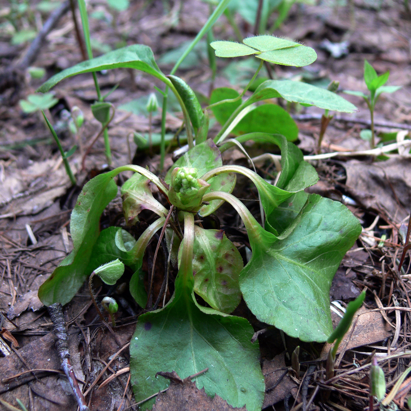 Изображение особи Orthilia secunda.