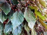 Acalypha wilkesiana. Листья. Израиль, г. Бат-Ям, в культуре. 07.10.2016.