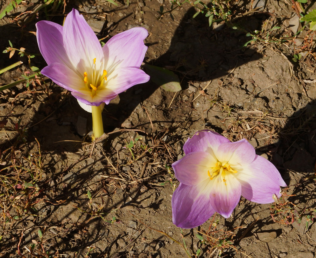 Image of Colchicum speciosum specimen.