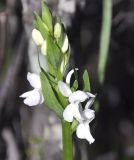 Dactylorhiza romana