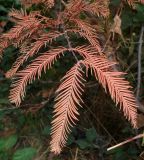 Metasequoia glyptostroboides