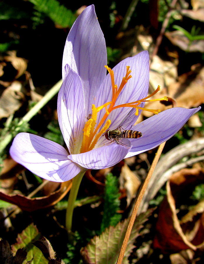 Изображение особи Crocus speciosus.