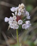genus Allium