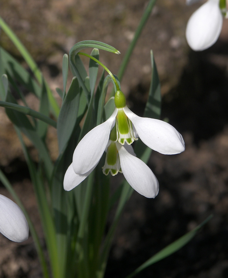 Изображение особи Galanthus gracilis.
