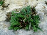 genus Galium