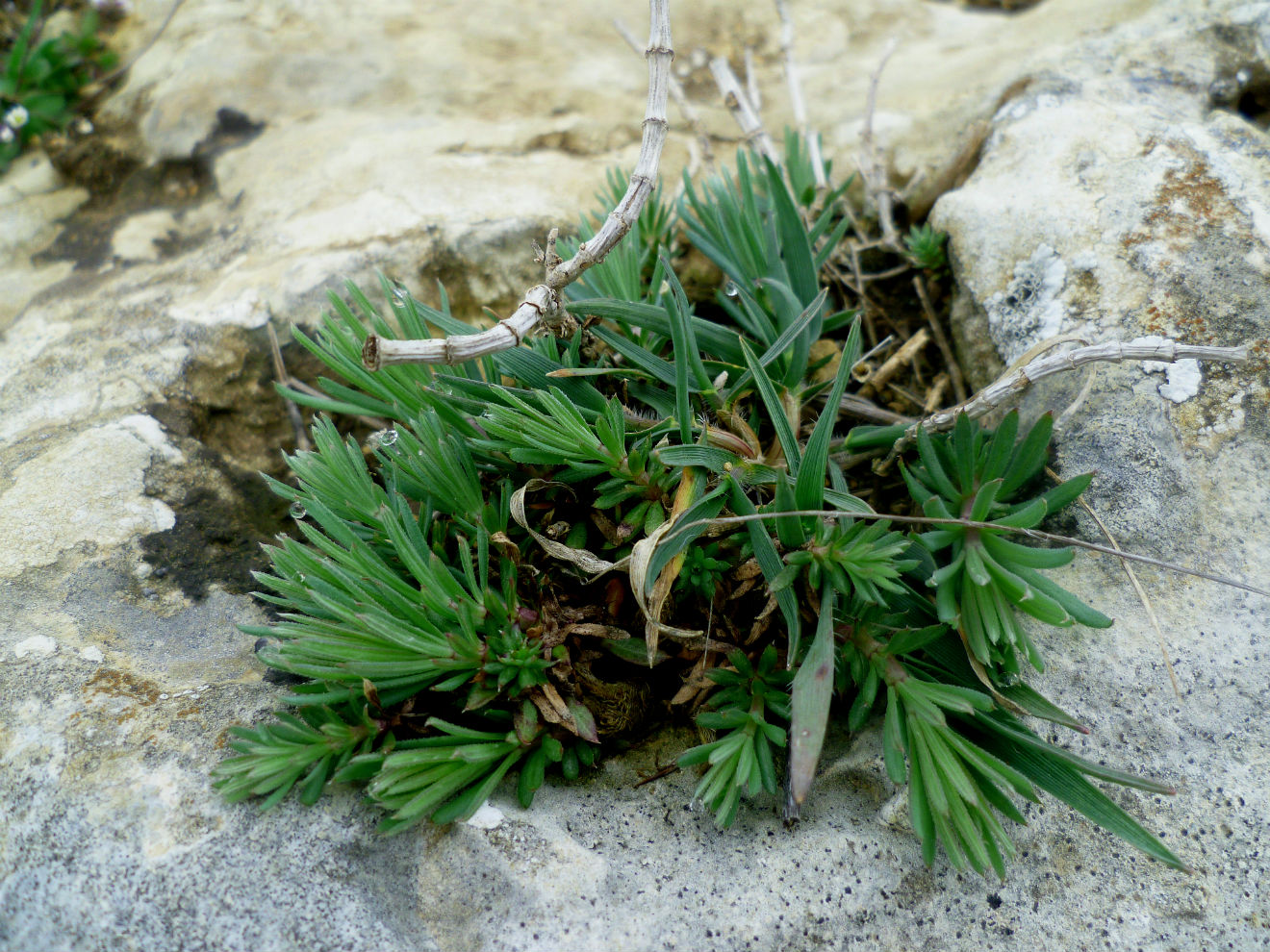 Изображение особи род Galium.