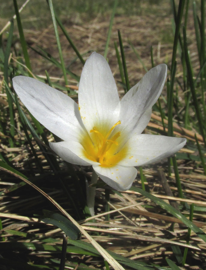 Image of Crocus tauricus specimen.