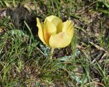 Tulipa korolkowii