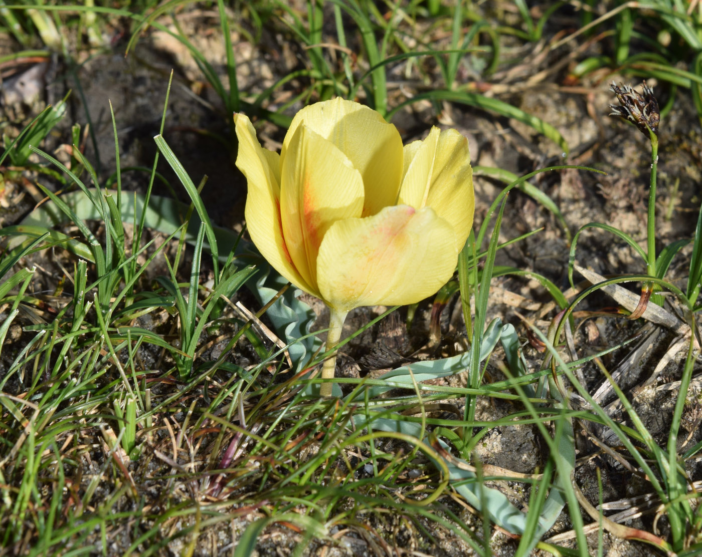Изображение особи Tulipa korolkowii.