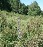 Campanula glomerata