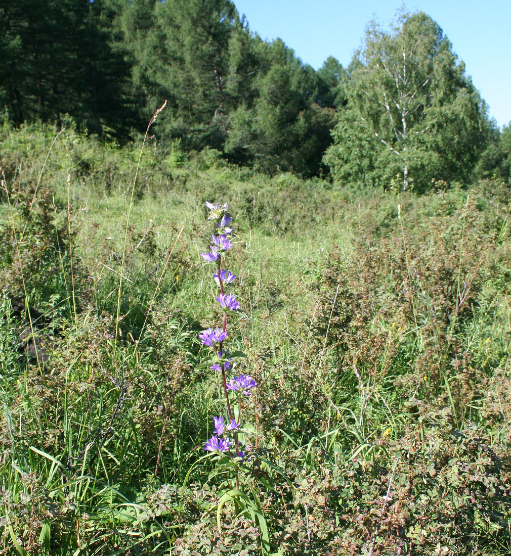 Image of Campanula glomerata specimen.