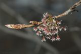 Ulmus laevis. Часть ветви с соцветием. Саратов. 16.04.2017.