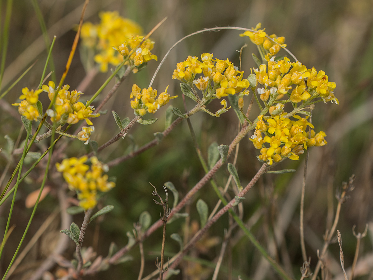 Image of genus Alyssum specimen.