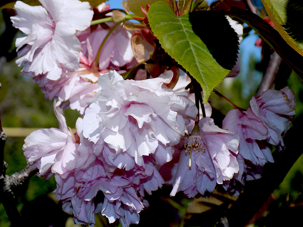 Изображение особи Prunus serrulata.