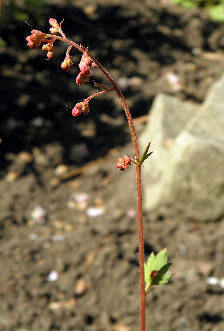 Image of Heuchera sanguinea specimen.