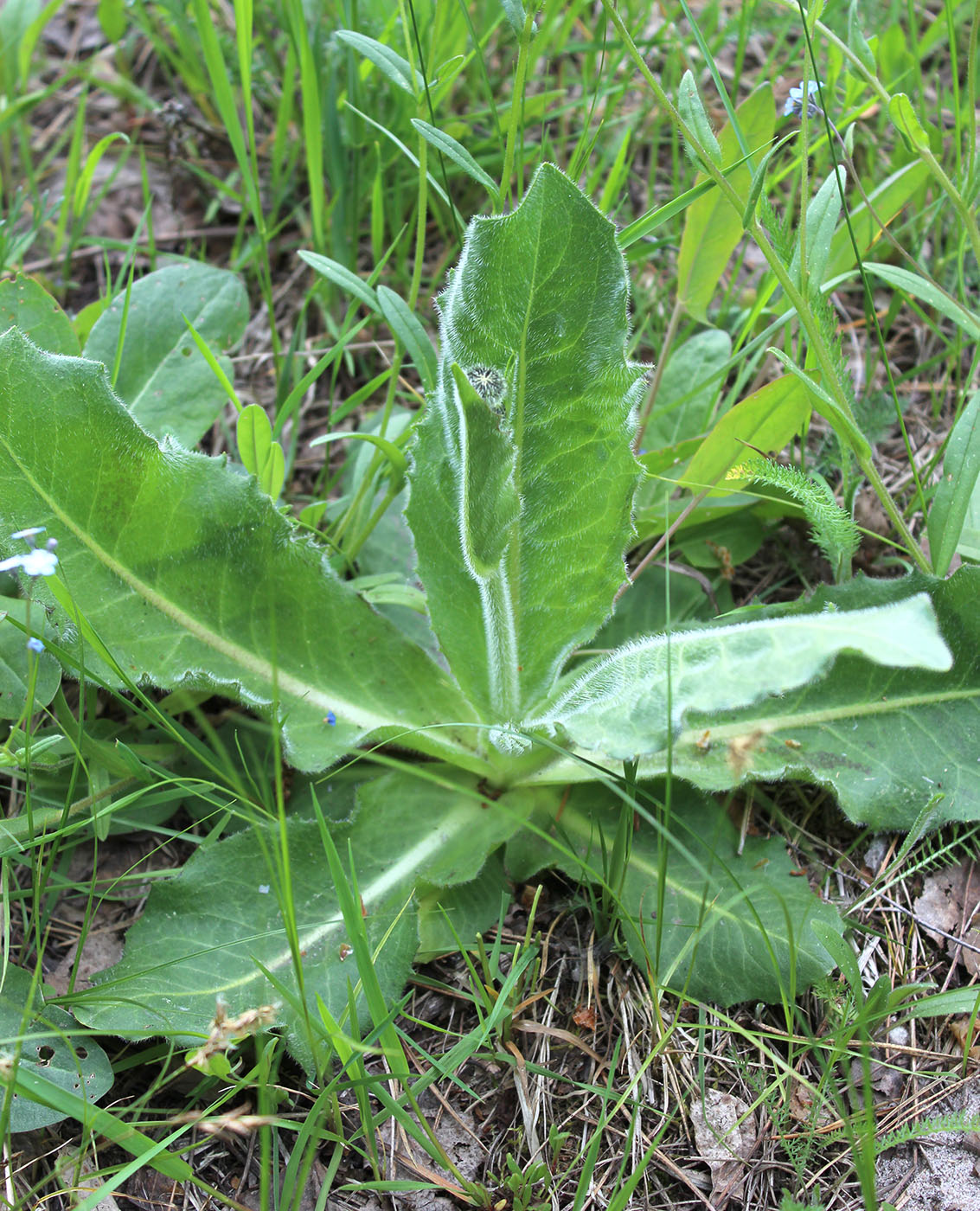 Изображение особи Trommsdorffia maculata.