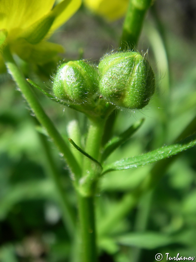 Изображение особи Ranunculus constantinopolitanus.