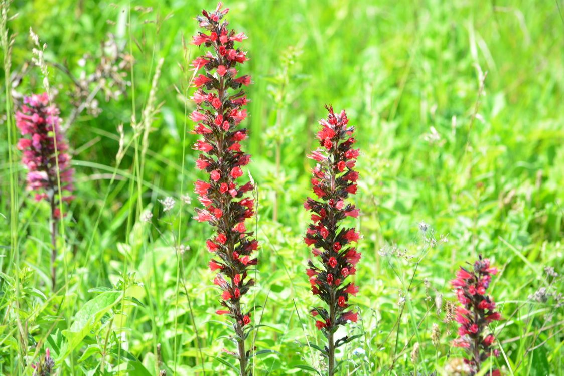 Изображение особи Echium russicum.