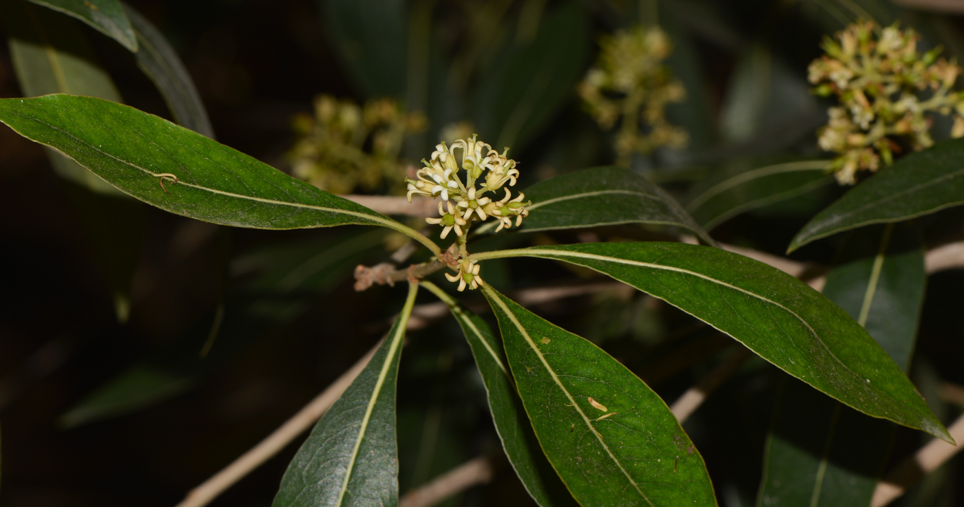 Изображение особи Bontia daphnoides.