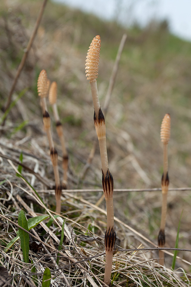 Image of Equisetum arvense specimen.