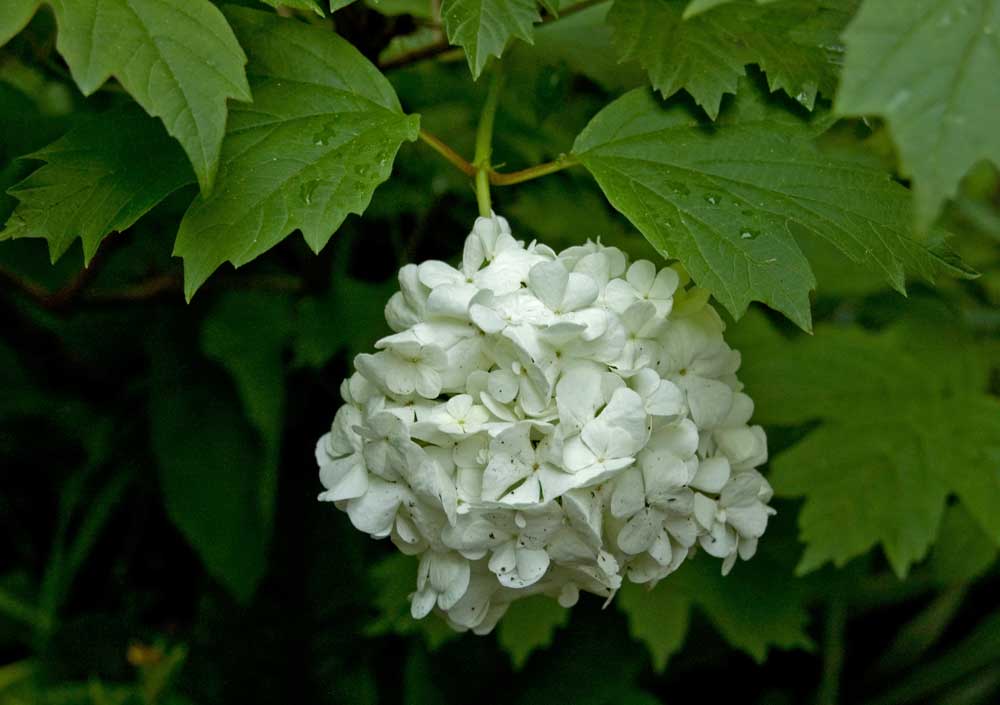 Изображение особи Viburnum opulus f. roseum.