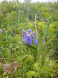 Iris setosa. Цветущее растение. Камчатский край, Петропавловск-Камчатский городской округ, Халактырский пляж, берег Авачинского залива, устье реки Халактырка, приморский луг на террасе.18.06.2017.